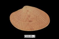 藏品(橫簾蛤)的圖片